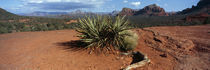 Yucca plant growing in a rocky field, Sedona, Coconino County, Arizona, USA von Panoramic Images