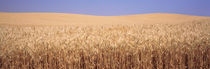 Golden wheat in a field, Palouse, Whitman County, Washington State, USA by Panoramic Images