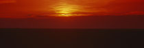 Sunset over a grain field, Carson County, Texas Panhandle, Texas, USA by Panoramic Images