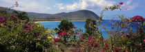 Tropical flowers at the seaside, Deshaies Beach, Deshaies, Guadeloupe by Panoramic Images