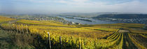 Vineyards near a town, Rudesheim, Rheingau, Germany by Panoramic Images