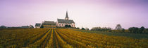 Vineyard with a church in the background, Hochheim, Rheingau, Germany by Panoramic Images