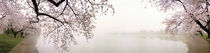 Cherry blossoms at the lakeside, Washington DC, USA von Panoramic Images