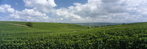 Clouds over vineyards, Mainz, Rhineland-Palatinate, Germany by Panoramic Images