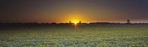 Field of Safflower at dusk, Sacramento, California, USA by Panoramic Images