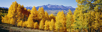 Fall Aspen Trees Telluride CO by Panoramic Images