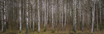 Silver birch trees in a forest, Narke, Sweden by Panoramic Images