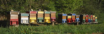 Row of beehives, Switzerland by Panoramic Images
