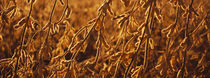 Close-up of ripe soybeans, Minnesota, USA by Panoramic Images