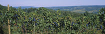 Bunch of grapes in a vineyard, Finger Lakes region, New York State, USA by Panoramic Images