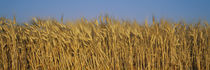 Field Of Wheat, France von Panoramic Images