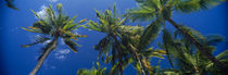 Low angle view of palm trees, Maui, Hawaii, USA by Panoramic Images