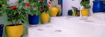 Potted plants on steps, Mykonos, Cyclades Islands, Greece by Panoramic Images