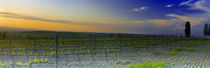 Vines in a vineyard, Val D'Orcia, Siena Province, Tuscany, Italy von Panoramic Images