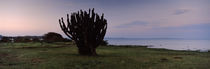 Silhouette of a cactus at the lakeside, Lake Victoria, Great Rift Valley, Kenya by Panoramic Images