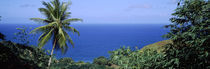 Palm trees on the coast, Tobago, Trinidad And Tobago by Panoramic Images