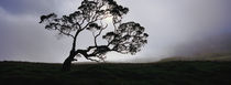 Silhouette Of A Koa Tree, Mauna Kea, Kamuela, Big Island, Hawaii, USA von Panoramic Images