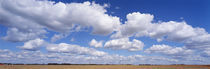 Wheat crop growing in a field, near Edmonton, Alberta, Canada von Panoramic Images