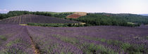 Lavenders Growing In A Field, Provence, France by Panoramic Images