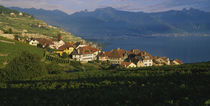 Village on a hillside, Rivaz, Lavaux, Switzerland von Panoramic Images