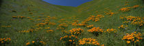 Wildflowers on a hillside, California, USA von Panoramic Images