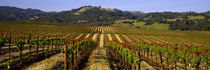 Vineyard, Geyserville, California, USA by Panoramic Images