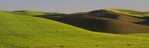 Wheat Field On A Landscape, Whitman County, Washington State, USA von Panoramic Images