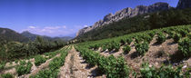 Panorama Print - Frankreich Dentelles de Montmiral, Weingut auf dem Berg von Panoramic Images