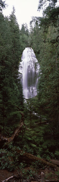 Willamette National Forest, Lane County, Oregon, USA by Panoramic Images