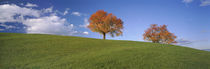Cherry Trees On A Hill, Cantone Zug, Switzerland by Panoramic Images