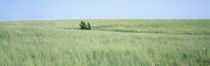 Grass on a field, Prairie Grass, Iowa, USA by Panoramic Images