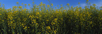 Canola flowers in a field, Edmonton, Alberta, Canada by Panoramic Images
