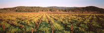 Rows of vine in a vineyard, Hopland, California, USA by Panoramic Images