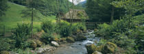 River flowing through forest, Schwarzwald, Glottertal, Germany von Panoramic Images