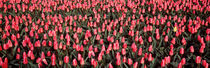 Tulips, Noordbeemster, Netherlands by Panoramic Images