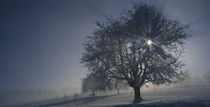 Cherry tree on a snow covered landscape, Aargau, Switzerland by Panoramic Images