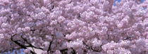 USA, Washington DC, Close-up of cherry blossoms by Panoramic Images