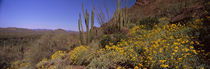 Panorama Print - Organ Pipe Cactus National Monument, Arizona, USA von Panoramic Images