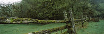Mossy fence in a rainforest, Olympic National Park, Washington State, USA von Panoramic Images
