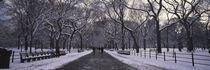 Bare trees in a park, Central Park, New York City, New York State, USA by Panoramic Images