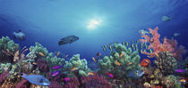 School of fish swimming near a reef, Indo-Pacific Ocean von Panoramic Images