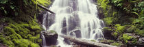 Waterfall in a forest, Waheena Falls, Hood River, Oregon, USA von Panoramic Images