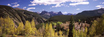 Aspen trees with mountains in the background, Colorado, USA by Panoramic Images