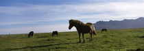 Icelandic horses in a field, Svinafell, Iceland von Panoramic Images