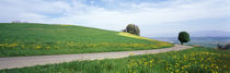 Road Fields Aargau Switzerland von Panoramic Images