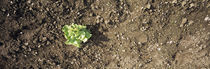 High angle view of a lettuce plant, Baden-Württemberg, Germany von Panoramic Images