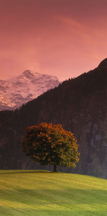 Switzerland, Alps von Panoramic Images