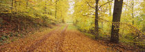 forest, Baden-Wurttemberg, Germany by Panoramic Images