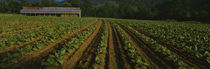 Tobacco field with a barn in the background, North Carolina, USA von Panoramic Images