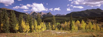 Aspen trees with mountains in the background, Colorado, USA von Panoramic Images